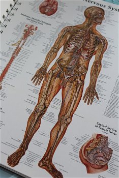 Anatomy And Pathology 4th Edition - The World's Best Anatomical Charts - 2