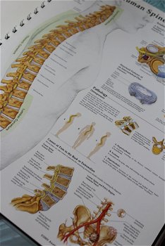 Anatomy And Pathology 4th Edition - The World's Best Anatomical Charts - 3