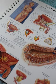 Anatomy And Pathology 4th Edition - The World's Best Anatomical Charts - 4