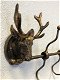 Kapstokrek metaal-brons look met 2 herten, zeer apart - 1 - Thumbnail