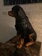 Prachtig polystonen beeld van rottweiler,hond,beeld kado - 0 - Thumbnail