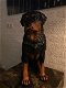 Prachtig polystonen beeld van rottweiler,hond,beeld kado - 1 - Thumbnail