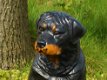 Prachtig polystonen beeld van rottweiler,hond,beeld kado - 4 - Thumbnail