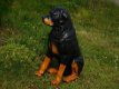 Prachtig polystonen beeld van rottweiler,hond,beeld kado - 5 - Thumbnail