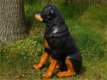 Prachtig polystonen beeld van rottweiler,hond,beeld kado - 6 - Thumbnail