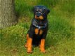 Prachtig polystonen beeld van rottweiler,hond,beeld kado - 7 - Thumbnail