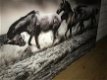 Kunst op glas van paarden in water, prachtig , paard - 2 - Thumbnail