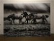 Kunst op glas van paarden in water, prachtig , paard - 6 - Thumbnail