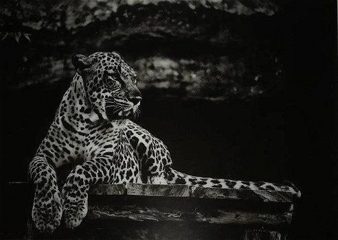 Kunst op glas van een liggende luipaard-panter, LUIPAARD - 0