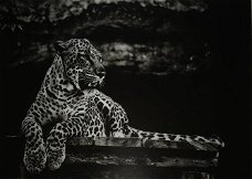 Kunst op glas van een liggende luipaard-panter, LUIPAARD