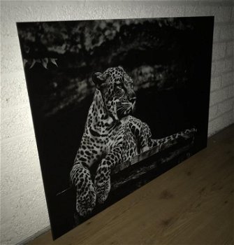Kunst op glas van een liggende luipaard-panter, LUIPAARD - 5