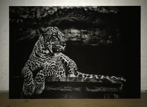 Kunst op glas van een liggende luipaard-panter, LUIPAARD - 6