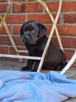 2 prachtige labrador pups nog beschikbaar - 1