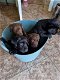 2 prachtige labrador pups nog beschikbaar - 3 - Thumbnail