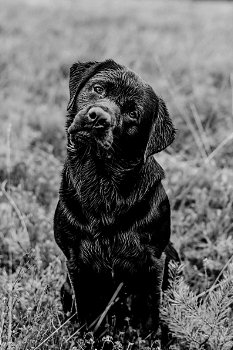 2 prachtige labrador pups nog beschikbaar - 6