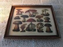 Een wandornament met houten omlijsting , paddenstoel - 3