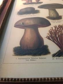 Een wandornament met houten omlijsting , paddenstoel - 5