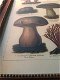 Een wandornament met houten omlijsting , paddenstoel - 5 - Thumbnail