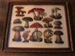 Een wandornament met houten omlijsting , paddenstoel - 7 - Thumbnail