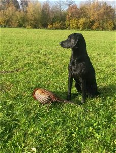 Prachtige raszuivere zwarte field trial pups