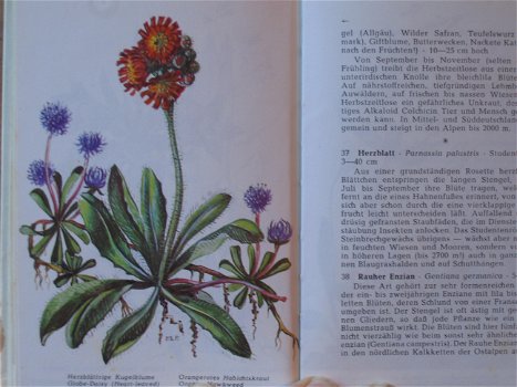 Die schönsten Alpenblumen - 1