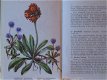 Die schönsten Alpenblumen - 1 - Thumbnail