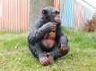 Zittende aap ,zeer gedetailleerd aap , gorilla ,kado - 1 - Thumbnail