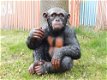 Zittende aap ,zeer gedetailleerd aap , gorilla ,kado - 2 - Thumbnail