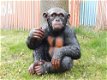 Zittende aap ,zeer gedetailleerd aap , gorilla ,kado - 4 - Thumbnail