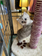 Britse korthaar kittens - 1 - Thumbnail