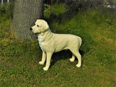 Prachtige  Golden Retriever , van Polystone-hond