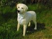 Prachtige Golden Retriever , van Polystone-hond - 3 - Thumbnail
