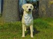 Prachtige Golden Retriever , van Polystone-hond - 4 - Thumbnail