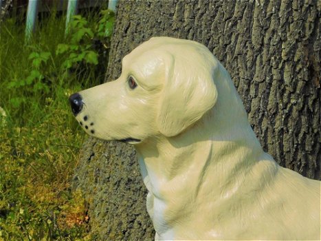 Prachtige Golden Retriever , van Polystone-hond - 6