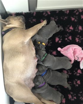 Mooie Blauwe Franse Bulldog pups. - 1