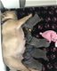 Mooie Blauwe Franse Bulldog pups. - 1 - Thumbnail