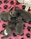 Mooie Blauwe Franse Bulldog pups. - 2 - Thumbnail