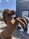 Steigerend paard, groot massief gegoten steen, XXL sokkel - 6 - Thumbnail