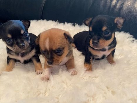 Geregistreerde theekop Chihuahua Puppy te koop met kooi - 0
