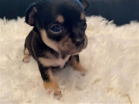 Geregistreerde theekop Chihuahua Puppy te koop met kooi - 1