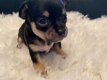 Geregistreerde theekop Chihuahua Puppy te koop met kooi - 1 - Thumbnail