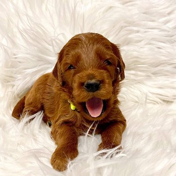 Geregistreerde gouden doodle puppy's ter adoptie met kooi - 0