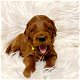 Geregistreerde gouden doodle puppy's ter adoptie met kooi - 0 - Thumbnail