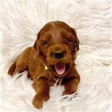 Geregistreerde gouden doodle puppy's ter adoptie met kooi