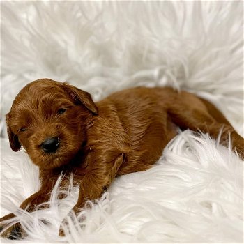 Geregistreerde gouden doodle puppy's ter adoptie met kooi - 1