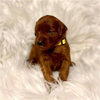 Geregistreerde gouden doodle puppy's ter adoptie met kooi - 2