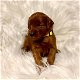 Geregistreerde gouden doodle puppy's ter adoptie met kooi - 2 - Thumbnail