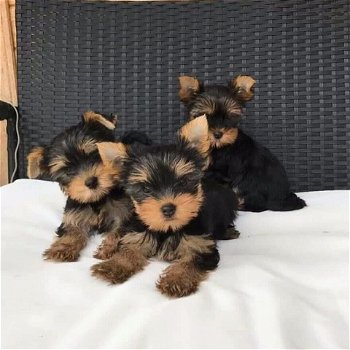 Twee Yorkie-puppy's voor gratis adoptie - 0