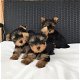 Twee Yorkie-puppy's voor gratis adoptie - 0 - Thumbnail