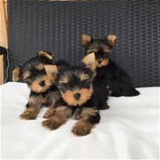 Twee Yorkie-puppy's voor gratis adoptie